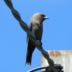 Artamus cyanopterus (Dusky Woodswallow) at Murrumbateman, NSW - 17 Oct 2021 by MatthewFrawley