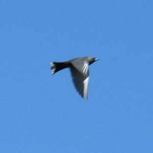 Artamus cyanopterus at Murrumbateman, NSW - 17 Oct 2021