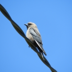 Artamus cyanopterus at Murrumbateman, NSW - 17 Oct 2021