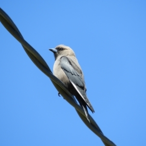 Artamus cyanopterus at Murrumbateman, NSW - 17 Oct 2021