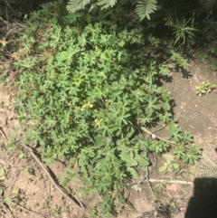 Geranium solanderi var. solanderi at Booth, ACT - 17 Oct 2021