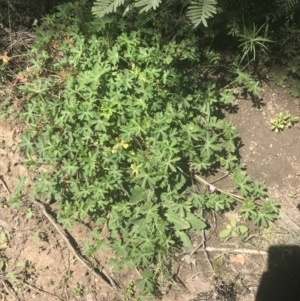 Geranium solanderi var. solanderi at Booth, ACT - 17 Oct 2021 01:39 PM