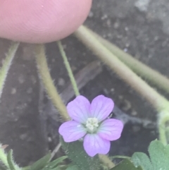 Geranium solanderi var. solanderi at Booth, ACT - 17 Oct 2021