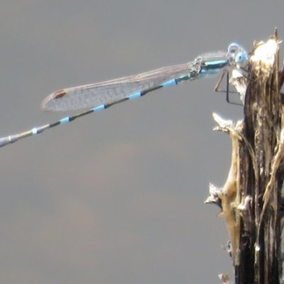 Austrolestes leda (Wandering Ringtail) at Mount Clear, ACT - 18 Oct 2021 by Christine