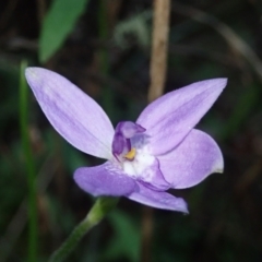 Glossodia major (Wax Lip Orchid) at Coree, ACT - 15 Oct 2021 by Laserchemisty