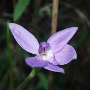 Glossodia major at Coree, ACT - 15 Oct 2021