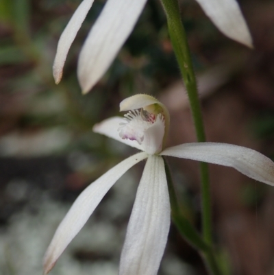 Caladenia ustulata (Brown Caps) at Coree, ACT - 15 Oct 2021 by Laserchemisty