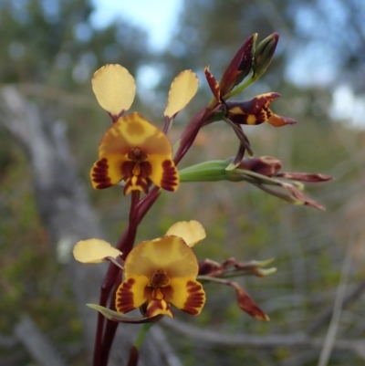 Diuris semilunulata (Late Leopard Orchid) at Coree, ACT - 15 Oct 2021 by Laserchemisty