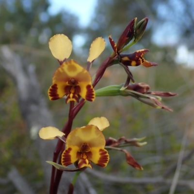 Diuris semilunulata (Late Leopard Orchid) at Coree, ACT - 15 Oct 2021 by Laserchemisty