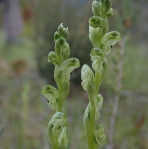 Hymenochilus cycnocephalus at Coree, ACT - suppressed