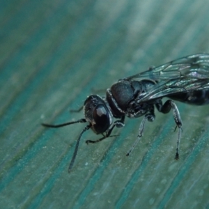 Sphecidae or Crabronidae (families) at Spence, ACT - 18 Oct 2021