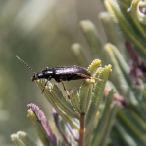 Lepturidea sp. (genus) at Mount Clear, ACT - 18 Oct 2021