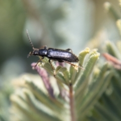 Lepturidea sp. (genus) at Mount Clear, ACT - 18 Oct 2021