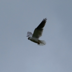 Elanus axillaris (Black-shouldered Kite) at Throsby, ACT - 21 Oct 2021 by MB