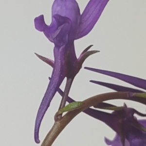 Linaria pelisseriana at Bonython, ACT - 21 Oct 2021