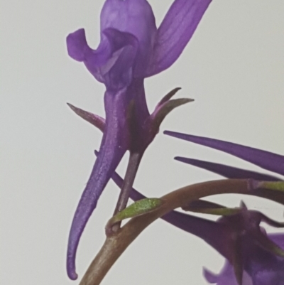 Linaria pelisseriana (Pelisser's Toadflax) at Bonython, ACT - 21 Oct 2021 by Soooz