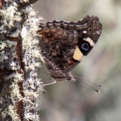 Vanessa itea (Yellow Admiral) at Mount Clear, ACT - 18 Oct 2021 by SWishart