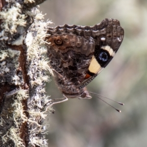 Vanessa itea at Mount Clear, ACT - 18 Oct 2021