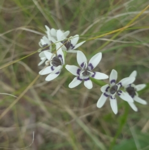 Wurmbea dioica subsp. dioica at Bonython, ACT - 21 Oct 2021 01:30 PM