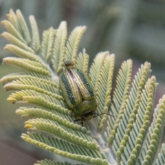 Calomela vittata (Acacia leaf beetle) at Mount Clear, ACT - 18 Oct 2021 by SWishart