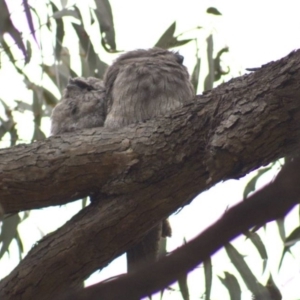 Podargus strigoides at Cook, ACT - 21 Oct 2021