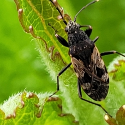 Euander lacertosus (Strawberry bug) at Holt, ACT - 21 Oct 2021 by tpreston