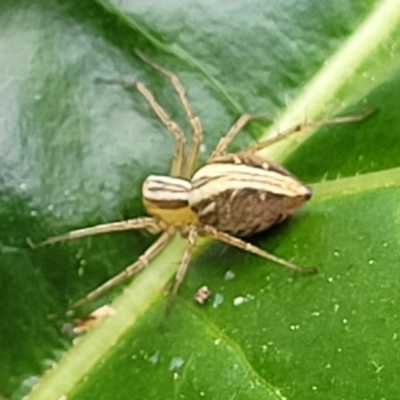 Oxyopes sp. (genus) (Lynx spider) at Holt, ACT - 21 Oct 2021 by tpreston