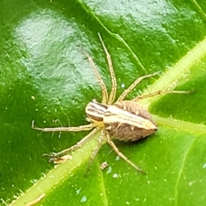 Oxyopes sp. (genus) at Holt, ACT - 21 Oct 2021