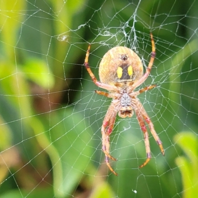 Salsa fuliginata (Sooty Orb-weaver) at Holt, ACT - 21 Oct 2021 by trevorpreston