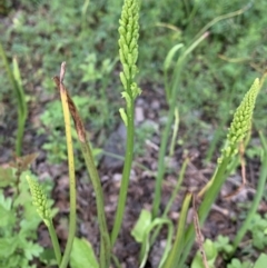 Microtis unifolia (Common Onion Orchid) at Braddon, ACT - 21 Oct 2021 by JanetRussell