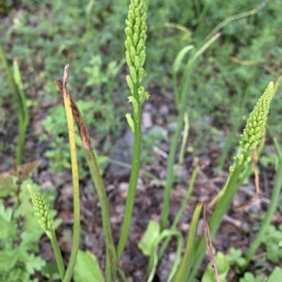 Microtis unifolia (Common Onion Orchid) at Braddon, ACT - 20 Oct 2021 by JanetRussell