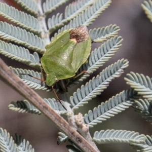 Ocirrhoe lutescens at Mount Clear, ACT - 18 Oct 2021 11:45 AM