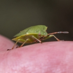 Ocirrhoe lutescens at Mount Clear, ACT - 18 Oct 2021 11:45 AM