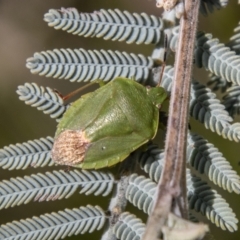 Ocirrhoe lutescens at Mount Clear, ACT - 18 Oct 2021