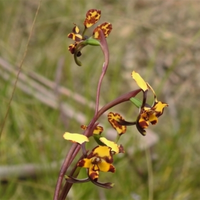 Diuris pardina (Leopard Doubletail) at Paddys River, ACT - 21 Oct 2021 by JohnBundock