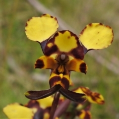 Diuris pardina at Paddys River, ACT - suppressed