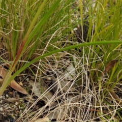 Diuris pardina at Paddys River, ACT - suppressed