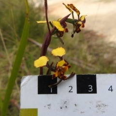 Diuris pardina at Paddys River, ACT - suppressed