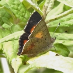 Paralucia aurifera (Bright Copper) at Tidbinbilla Nature Reserve - 21 Oct 2021 by JohnBundock