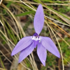 Glossodia major (Wax Lip Orchid) at Paddys River, ACT - 20 Oct 2021 by JohnBundock