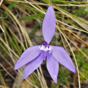 Glossodia major at Paddys River, ACT - 21 Oct 2021