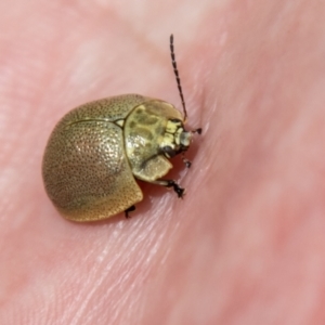 Paropsis sp. (genus) at Booth, ACT - 18 Oct 2021