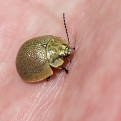 Paropsis sp. (genus) (A leaf beetle) at Booth, ACT - 18 Oct 2021 by SWishart