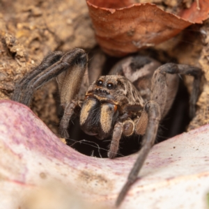 Lycosidae (family) at Hackett, ACT - 21 Oct 2021 03:15 PM