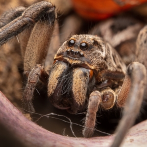 Lycosidae (family) at Hackett, ACT - 21 Oct 2021 03:15 PM