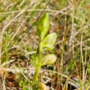 Hymenochilus sp. at Isaacs, ACT - suppressed