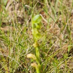 Hymenochilus sp. at Isaacs, ACT - suppressed