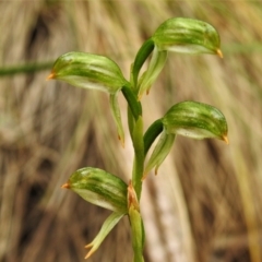 Bunochilus montanus (Montane Leafy Greenhood) at Paddys River, ACT - 20 Oct 2021 by JohnBundock