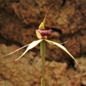 Caladenia sp. at Paddys River, ACT - 25 Oct 2021