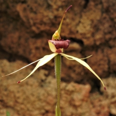 Caladenia sp. (A Caladenia) at Paddys River, ACT - 25 Oct 2021 by JohnBundock